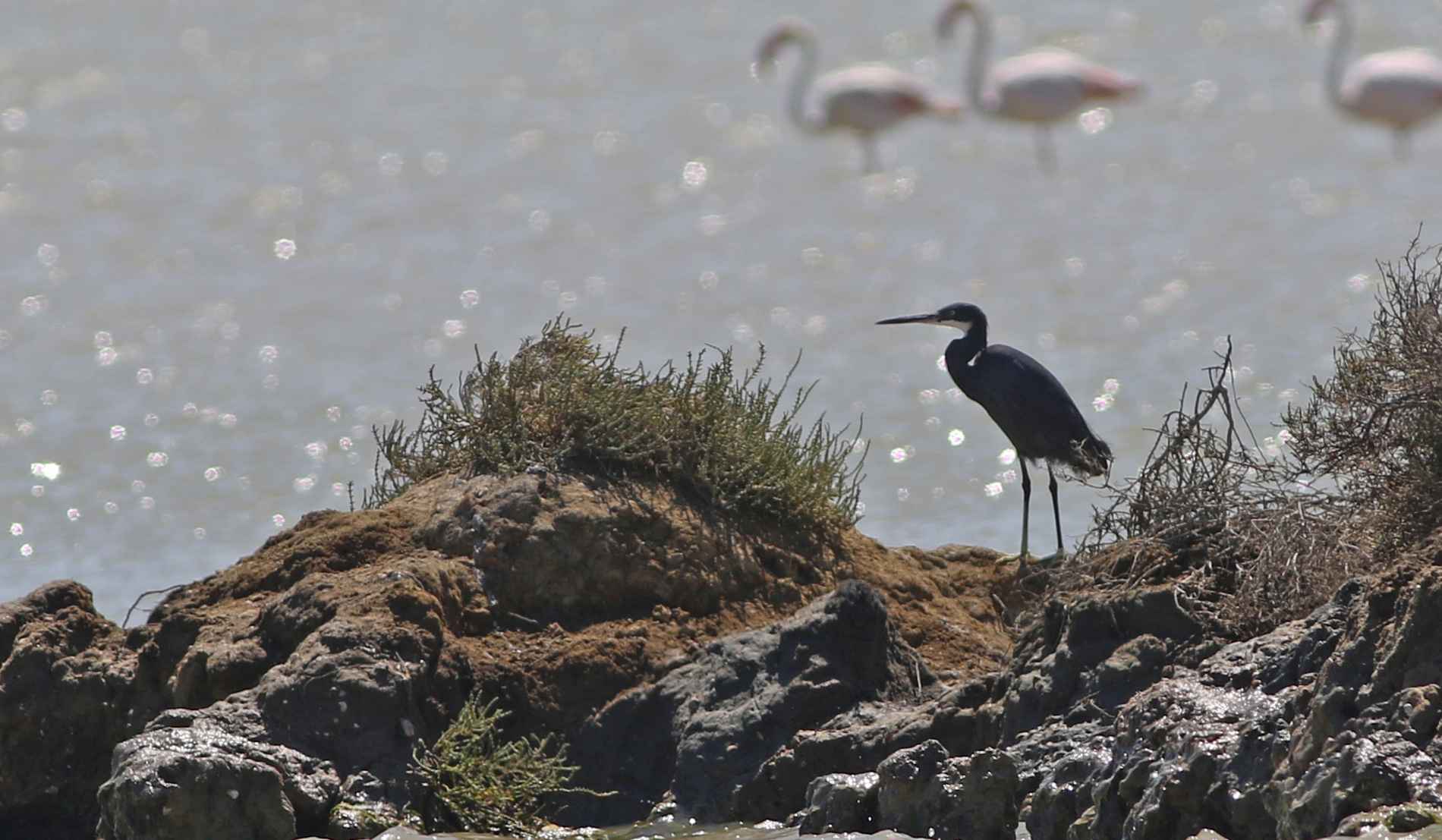 Western Reef-Heron